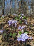 Hepatica nobilis. Цветущие растения. Ленинградская обл., Кингисеппский р-н, берег р. Хаболовка. 25.04.2010.