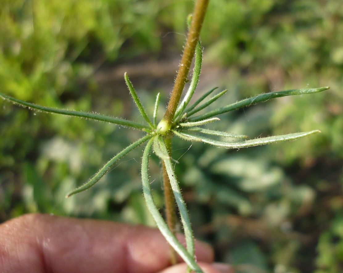 Изображение особи Spergula arvensis.