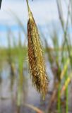 Carex paleacea. Женское соцветие. Архангельская обл., Приморский р-н, окр. дер. Солза, устье ручья, впадающего в Белое море. 05.07.2014.