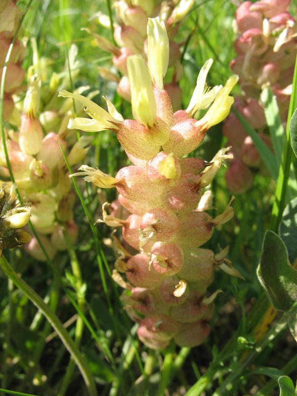 Изображение особи Astragalus calycinus.