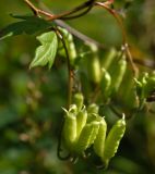 Aconitum subvillosum