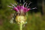 Arctium tomentosum