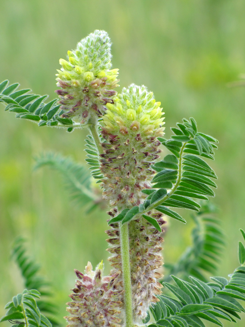 Изображение особи Astragalus alopecurus.