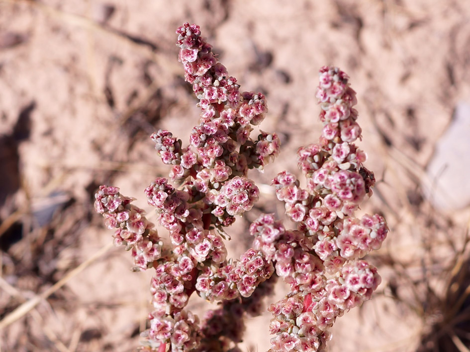 Изображение особи Halogeton glomeratus.