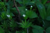 Galium odoratum