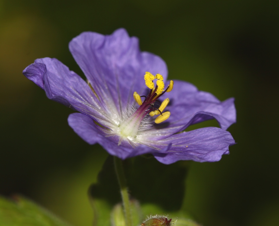 Image of Geranium platyanthum specimen.