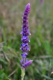 Salvia tesquicola. Соцветие. Крым, Бахчисарайский р-н, Качинский каньон, окр. с. Баштановка, луговой склон. 05.06.2016.