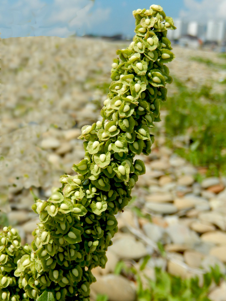 Image of Rumex crispus specimen.