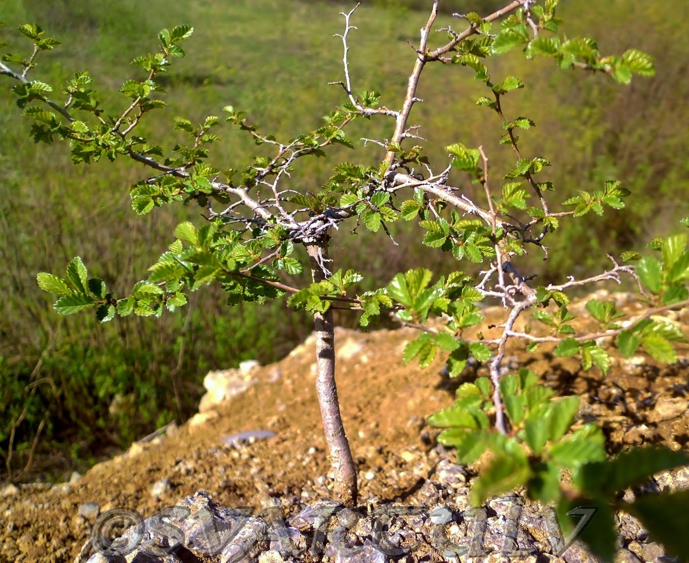 Изображение особи Ulmus pumila.