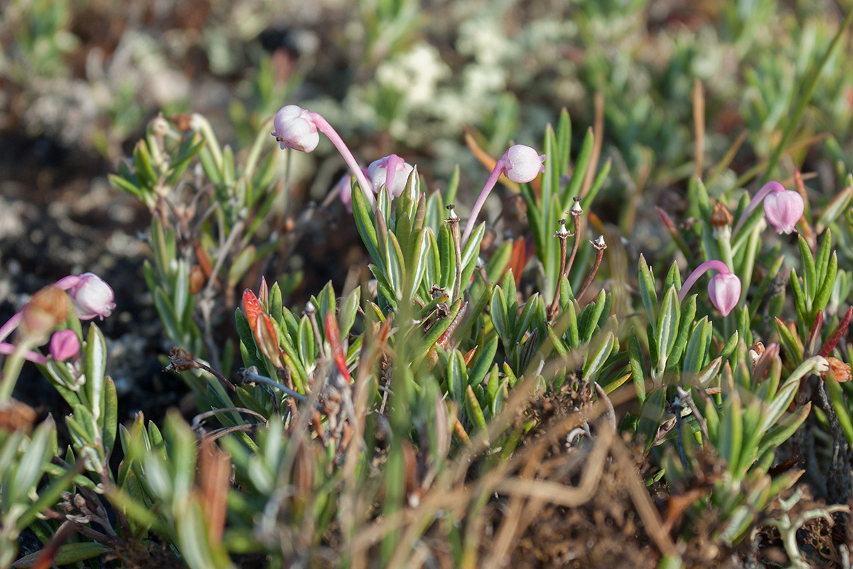 Изображение особи Andromeda polifolia.