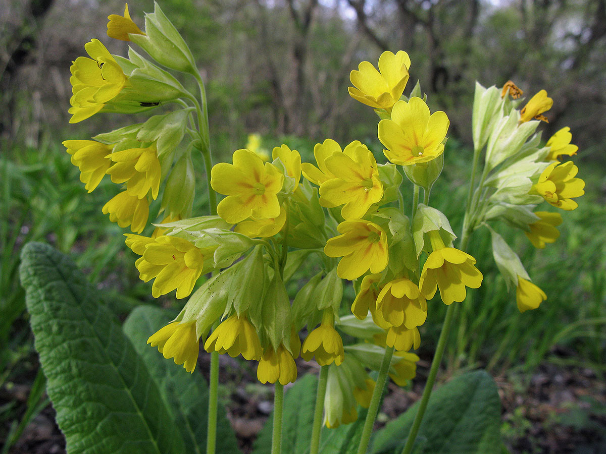 Изображение особи Primula macrocalyx.