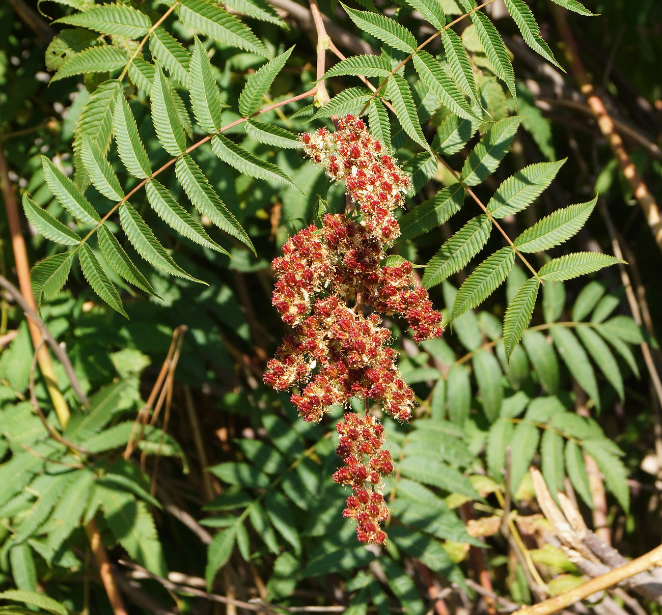 Изображение особи Sorbaria sorbifolia.