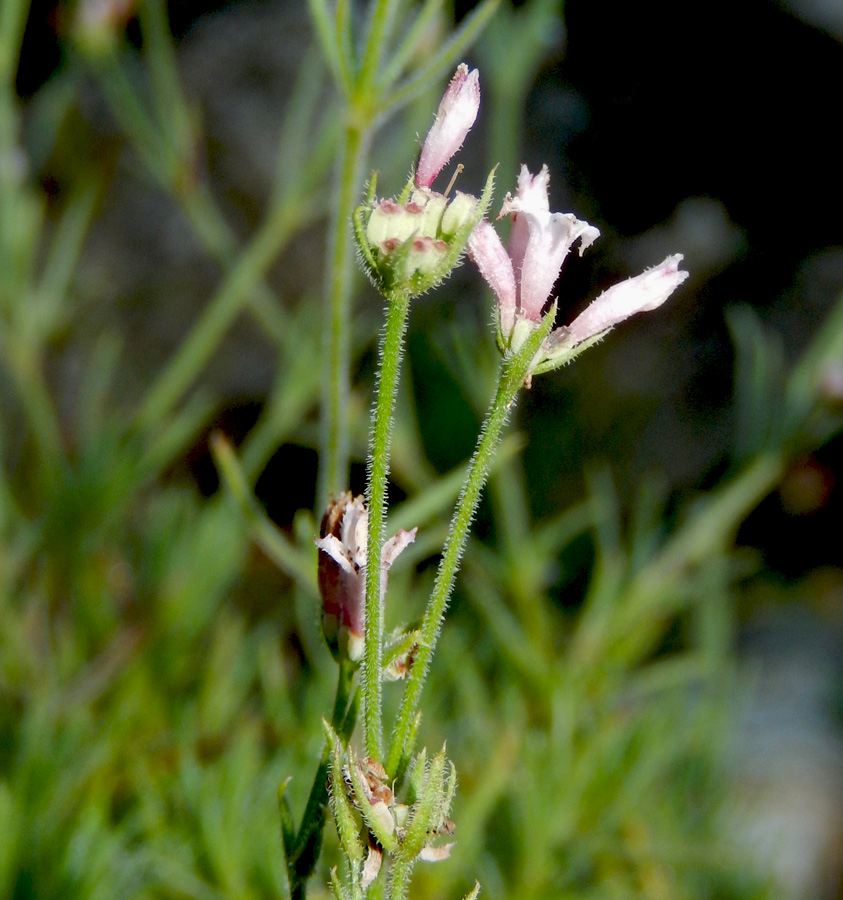 Изображение особи Asperula markothensis.