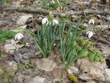 Galanthus caucasicus