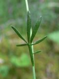 Cardamine dentata. Верхний стеблевой лист (нижняя сторона). Свердловская обл., окр. г. Североуральск, южная окраина Колонгинского водохранилища, болото. 26.06.2016.