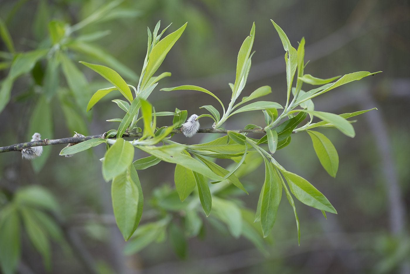 Изображение особи Salix gmelinii.