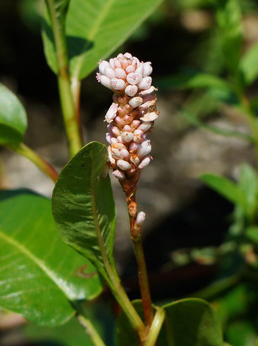 Image of Persicaria amphibia specimen.