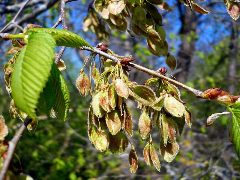 Изображение особи Ulmus laevis.