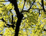 Quercus iberica. Ветви взрослого дерева (скелетная часть поросла мхом). Краснодарский край, г. Сочи, Дендрарий. 04.04.2018.