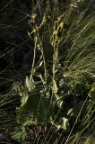 Ligularia robusta. Плодоносящие растения. Алтайский край, Краснощековский р-н, с. Тигирек. 15 июня 2010 г.