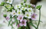 Cardamine seidlitziana. Соцветие. Краснодарский край, Апшеронский р-н, окр. пос. Мезмай, Курджипское ущелье. 04.05.2019.