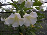 Brugmansia × candida