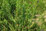 Filipendula vulgaris