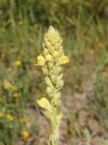 Verbascum thapsus