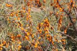 Hippophae rhamnoides. Ветви с плодами. Республика Алтай, Улаганский р-н, долина р. Чулышман, окр. урочища Чегее, на берегу. 7 августа 2020 г.