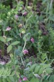 Lathyrus pisiformis