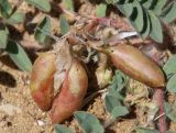 Astragalus longipetalus. Плоды с дырочками, проеденными насекомыми. Дагестан, Кумторкалинский р-н, окр. с. Коркмаскала, песчаная степь. 22 мая 2022 г.
