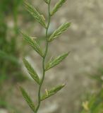 Lolium multiflorum