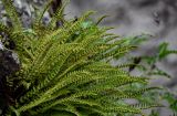 Woodsia polystichoides. Вайи с сорусами. Сахалин, гор. округ Долинский, долина р. Красноярка, Быковские пороги, на скале. 13.08.2023.