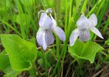 Viola epipsila