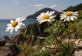 Chrysanthemum coreanum. Цветущее растение. Южное Приморье, Сихотэ-Алинь, Лазовский заповедник, мыс Кит. 26.09.2008.