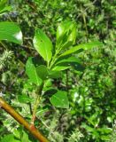 Salix phylicifolia