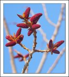 Populus nigra. Побег с мужскими соцветиями. Черноморское побережье Кавказа, г. Новороссийск, в культуре. 22 марта 2009 г.