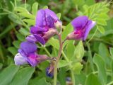 Lathyrus japonicus. Соцветие. Хабаровский край, Ванинский р-н, песчаный пляж в бух. Сизиман. 03.07.2010.