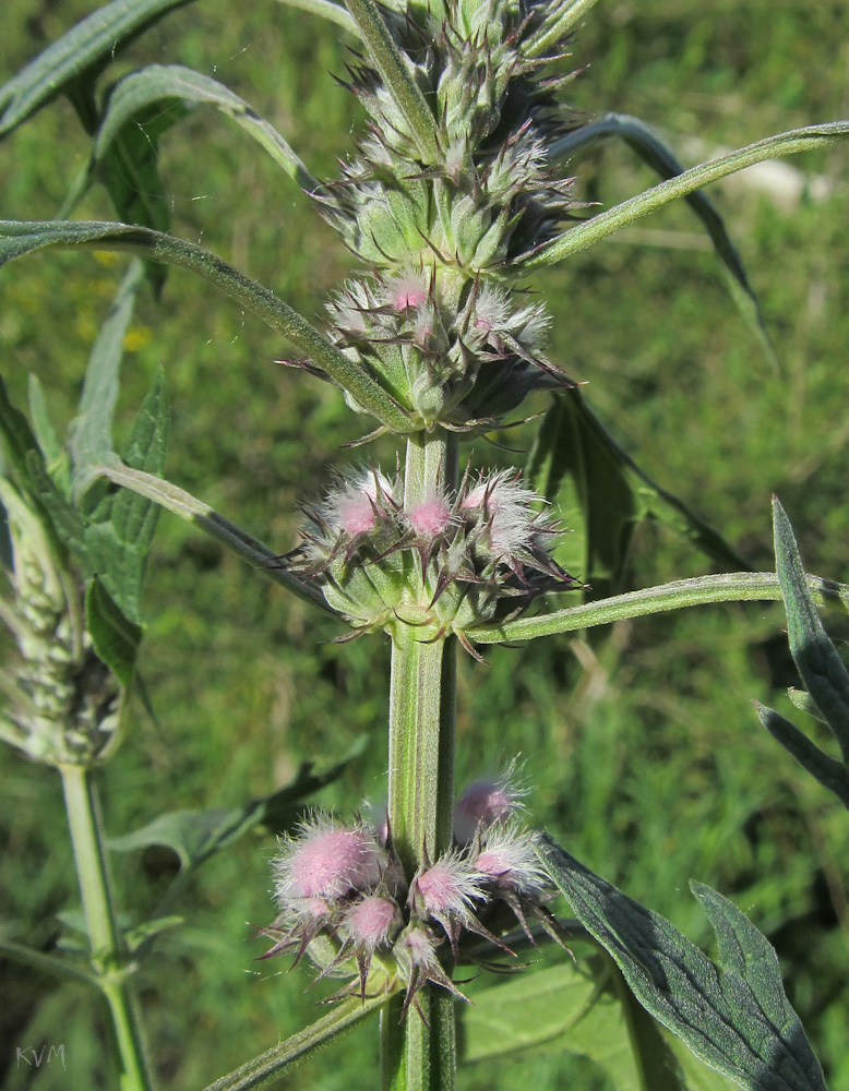 Изображение особи Leonurus glaucescens.