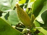 Liriodendron tulipifera