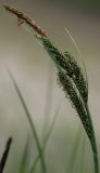 Carex nigra