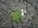 Stellaria ruscifolia