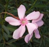Nerium oleander. Цветки. Израиль, г. Беэр-Шева, городское озеленение. Октябрь 2012 г.