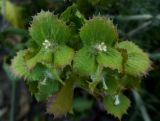 Valerianella dufresnia