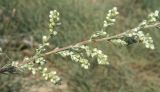 Artemisia arenaria. Часть побега с распускающимися соцветиями. Краснодарский край, коса Сазальникская. 08.08.2010.