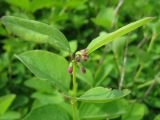 Symphoricarpos albus var. laevigatus