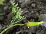 Eschscholzia californica