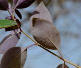 Vitex trifolia var. purpurea