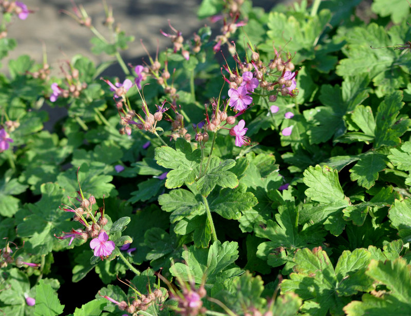 Изображение особи Geranium macrorrhizum.