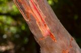 Arbutus andrachne